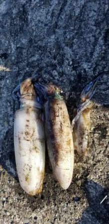 エギング　キロオーバー