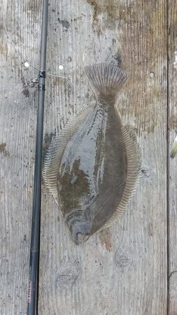 シーズン初期のカレイ