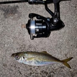 アジは釣れますが、、、