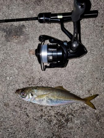 アジは釣れますが、、、