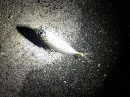 アジング メバリング