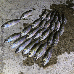 瀬戸内の島アジング（2019-23)