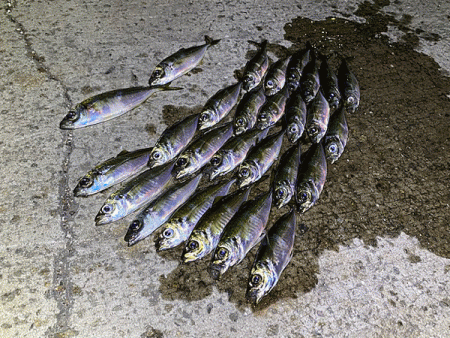 瀬戸内の島アジング（2019-23)