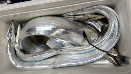 川崎つり幸　初!船太刀魚!