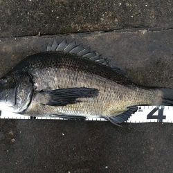 イチノ兄弟、釣果！