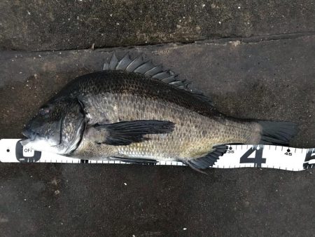 イチノ兄弟、釣果！