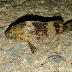 釣り収めで良い釣果