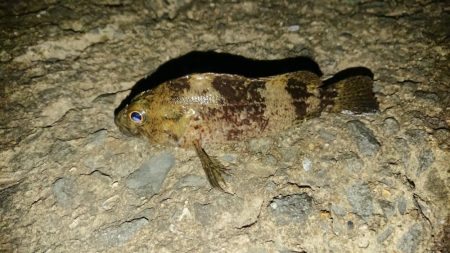 釣り収めで良い釣果