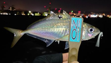 良型アジまだまだ好調！