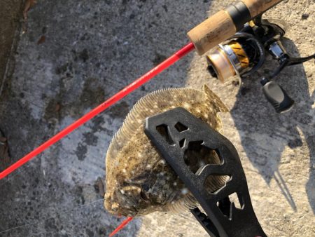 ヒラメ(ソゲ)覚醒