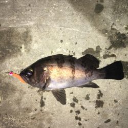 アジングからメバリング