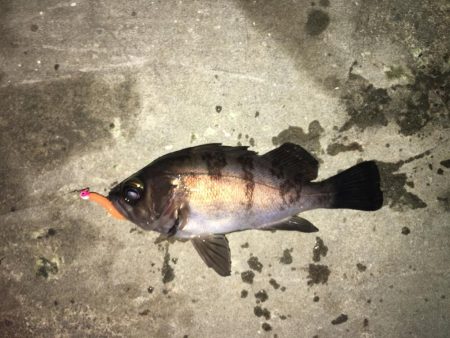 アジングからメバリング