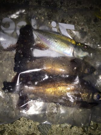 メバリングスタート