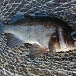 キジハタ16匹メバル1匹