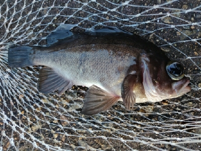 キジハタ16匹メバル1匹