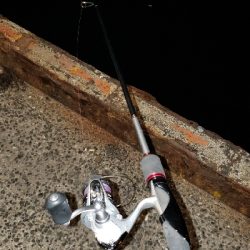 ヒイカ調査のはずが！