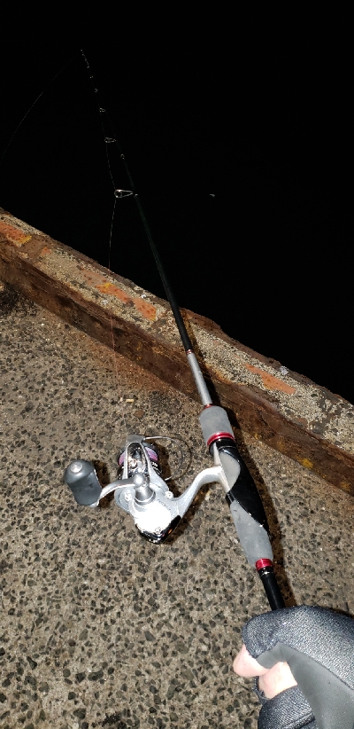 ヒイカ調査のはずが！