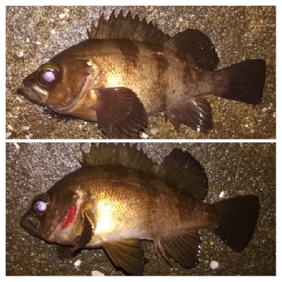 メバリンガー1855〜1935