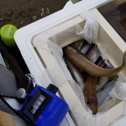 今日は、今年1番の釣果!