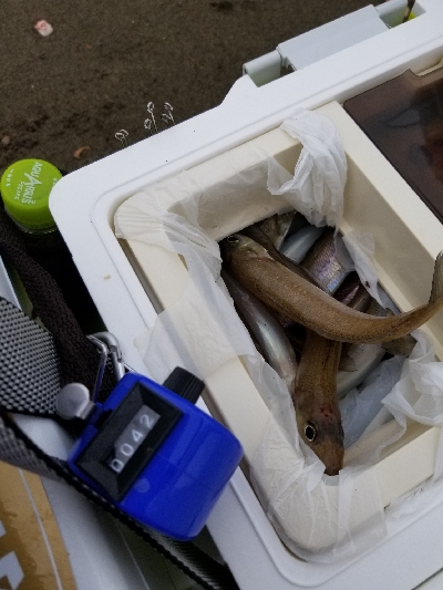 今日は、今年1番の釣果!