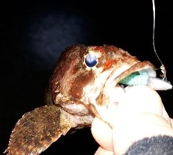 期待通りの釣果