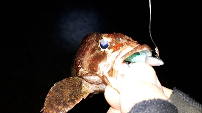 期待通りの釣果