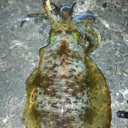 ヤエン師に挟まれて