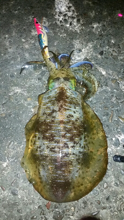 ヤエン師に挟まれて