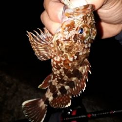 12月17日メバリング