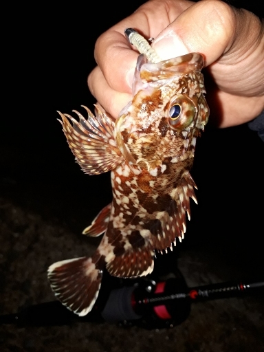 12月17日メバリング