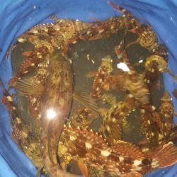 ライトタックル