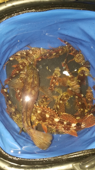 ライトタックル