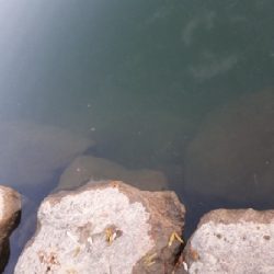 12月23日紀の川釣行