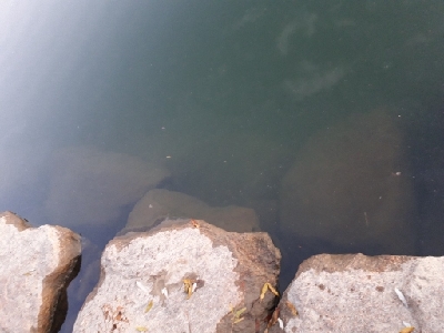 12月23日紀の川釣行