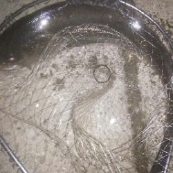 都市載せにランカーをゲット！