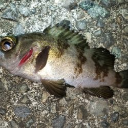 今年の釣り納め