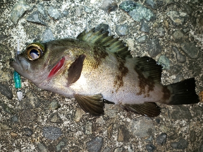 今年の釣り納め