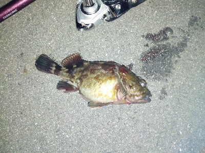 煮付け用カサゴを求めて釣り納め