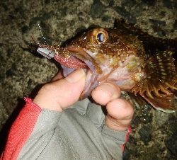 ガッシーは裏切らない