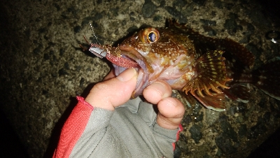 ガッシーは裏切らない