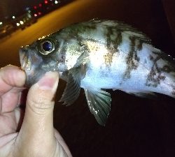 2019年12月18日釣行in箱崎ふ頭