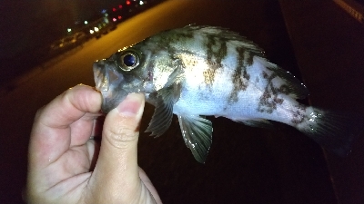 2019年12月18日釣行in箱崎ふ頭