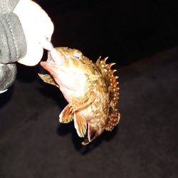 釣り納め、アジング不発ガッシーのみ