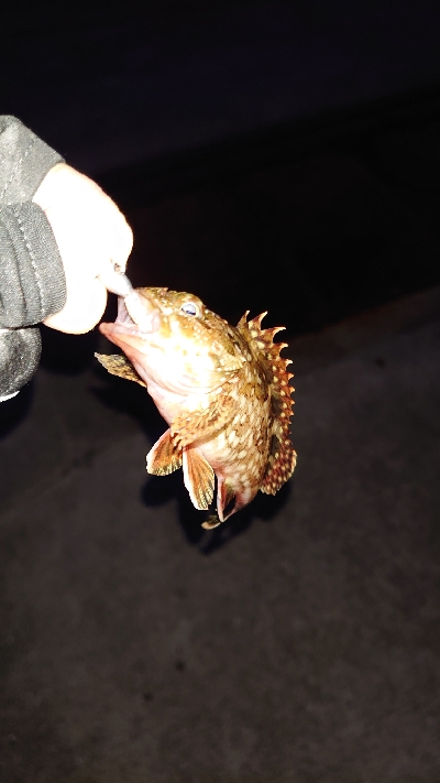 釣り納め、アジング不発ガッシーのみ