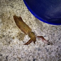 イカ刺しが食べたくて。