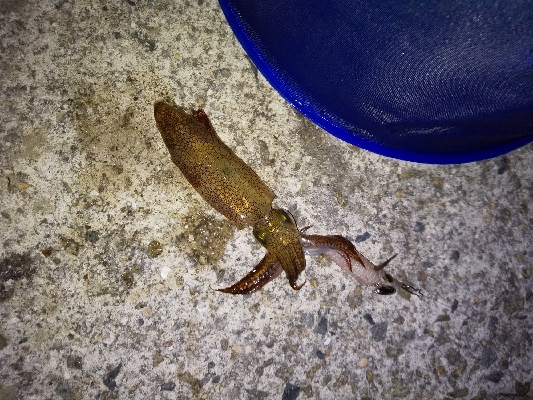 イカ刺しが食べたくて。