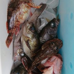 アジングなのにアジ1匹