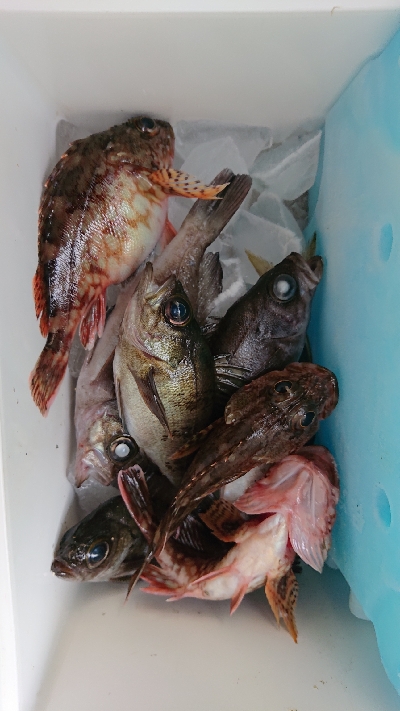 アジングなのにアジ1匹