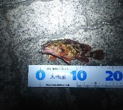 ヘチ釣り ガルプ祭り