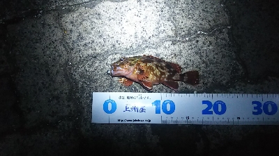 ヘチ釣り ガルプ祭り